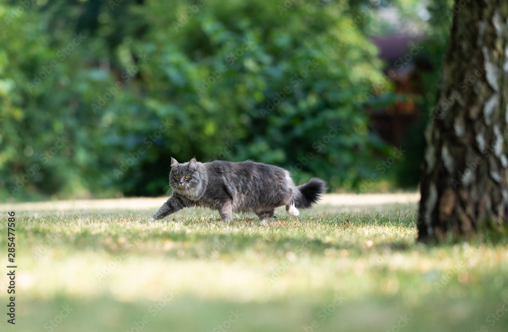 side view of a young blue tabby maine coon cat with white paws and fluffy tail on the prowl walking on grass outdoors in the garden looking alerted