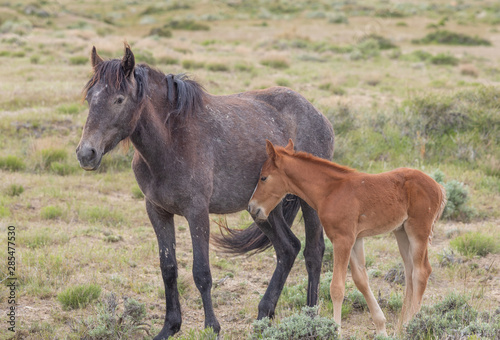 Wild Horse Mare and Her Cute Foal