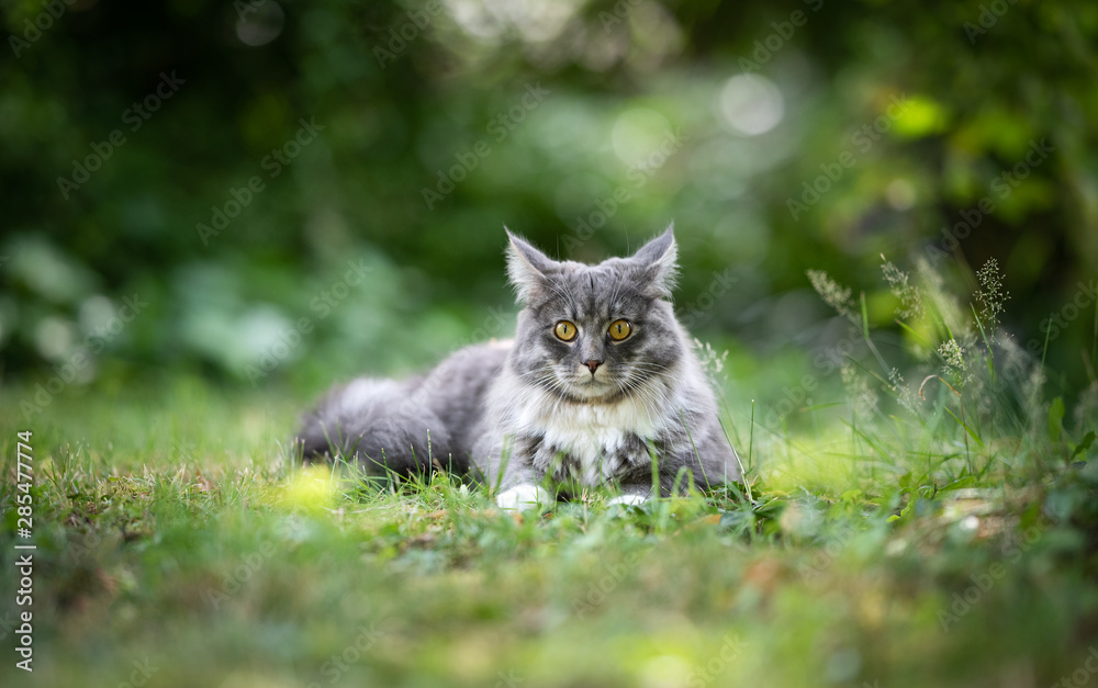 alerted young blue tabby maine coon cat with white paws and fluffy tail lying on grass outdoors in nature looking at camera folding back ears on a summer day alerted young blue tabby maine coon cat with white paws and fluffy tail lying on grass outdoors in nature looking at camera folding back ears on a summer day