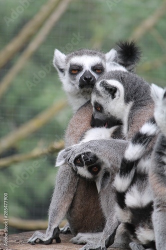 Lemur family with baby 