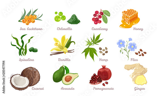 Set of superfood isolated. Vector illustration of Sea buckthorn, Chlorella, Cranberry, Honey, Spirulina and Vanilla. Hemp seed, Flax, Coconut, Avocado, Pomegranate and Ginger in cartoon flat style.