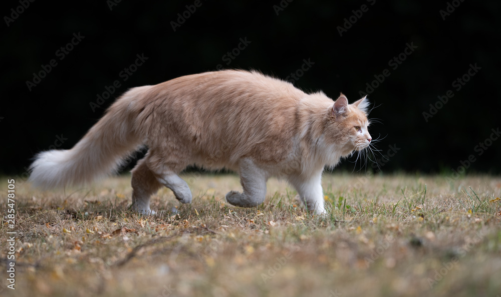 young cream tabby ginger white maine coon cat outdoors on the prowl walking on dried up grass in the garden during heat wave on a hot summer day looking ahead young cream tabby ginger white maine coon cat outdoors on the prowl walking on dried up grass in the garden during heat wave on a hot summer day looking ahead