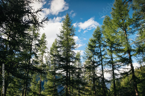 Bottom view of tall firs trees in a forest, branches and trunks, up blue sky, italian Alps, Gran paradiso National Park