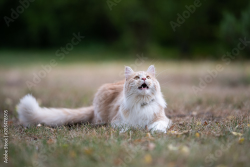 playful young cream tabby ginger white maine coon cat with fluffy tail lying on dried up grass outdoors in natural environment ehxhausted and overheated during a hot summer day looking up