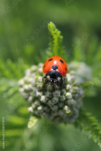 Red Ladybug/Ladybird sitting on a plant 