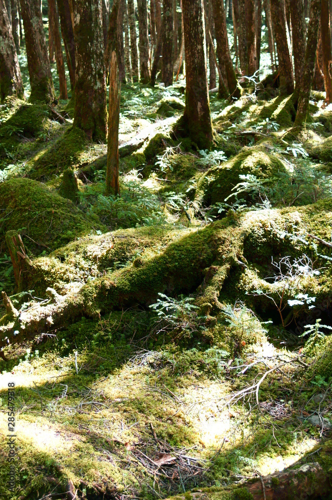 Japanese moss forest Fresh green Japanese moss forest Fresh green