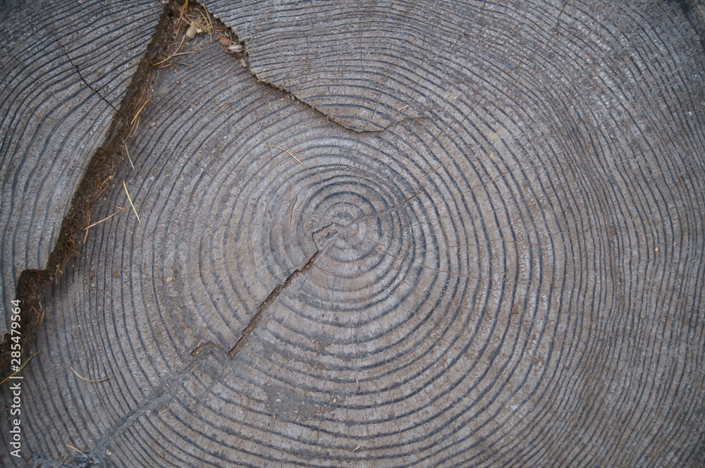 Naklejka premium wood log cut end stump