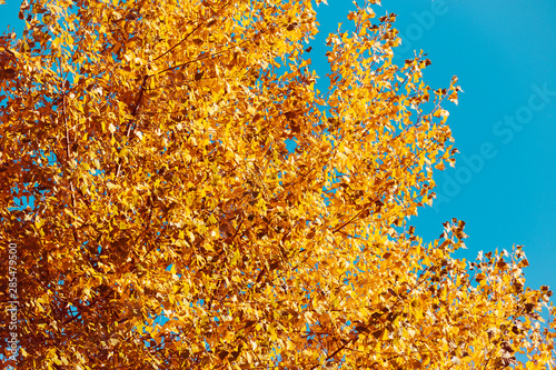 Autumn tree with golden leaves next to clear blue sky © Androlia