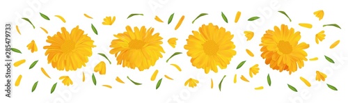 Set marigold flower with green leaf. 3D realistic calendula in motion isolated on white background. Summer flower close up. Vector illustration. photo
