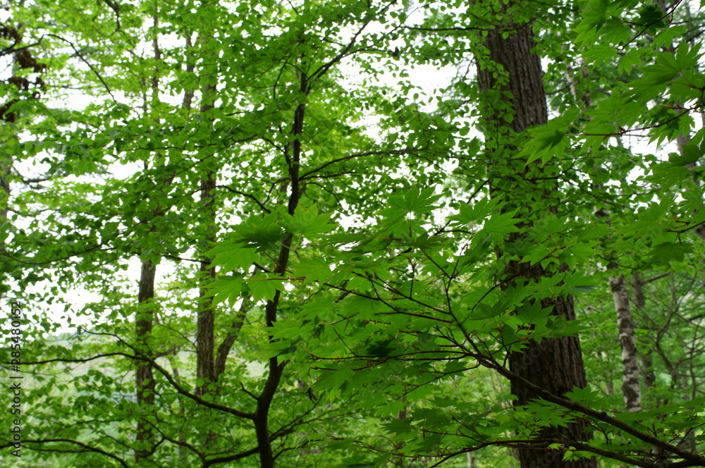 Fototapeta premium Fresh green of maple leaf