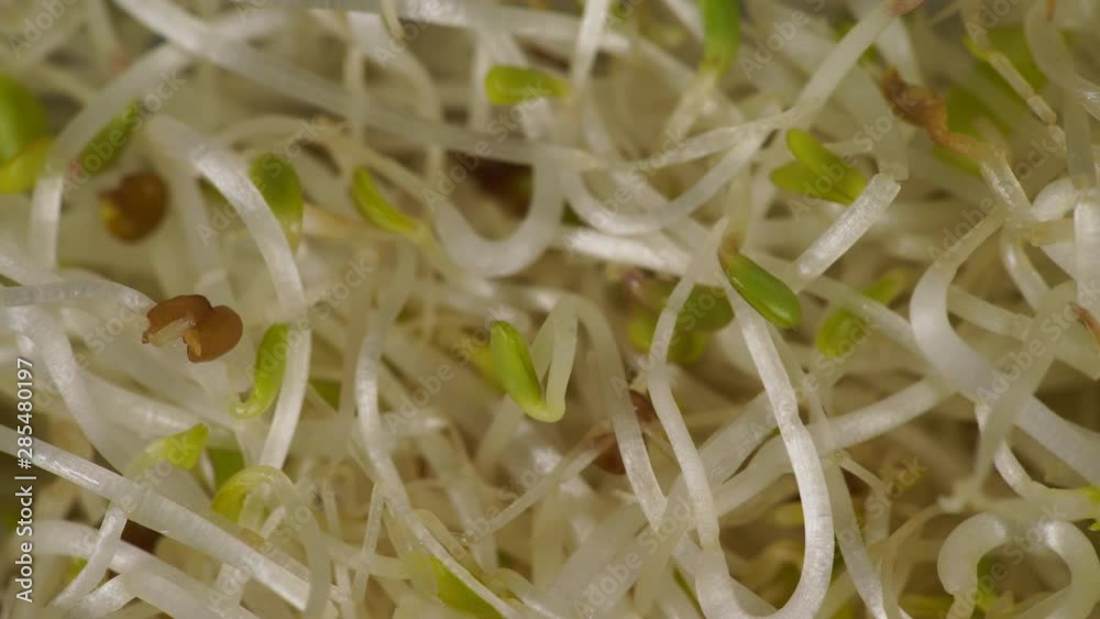 Close up of fresh raw alfalfa lucerne sprouts. Natural food background. Top view. Healthy diet superfood and clean very nutritious eating concept Close up of fresh raw alfalfa lucerne sprouts. Natural food background. Top view. Healthy diet superfood and clean very nutritious eating concept