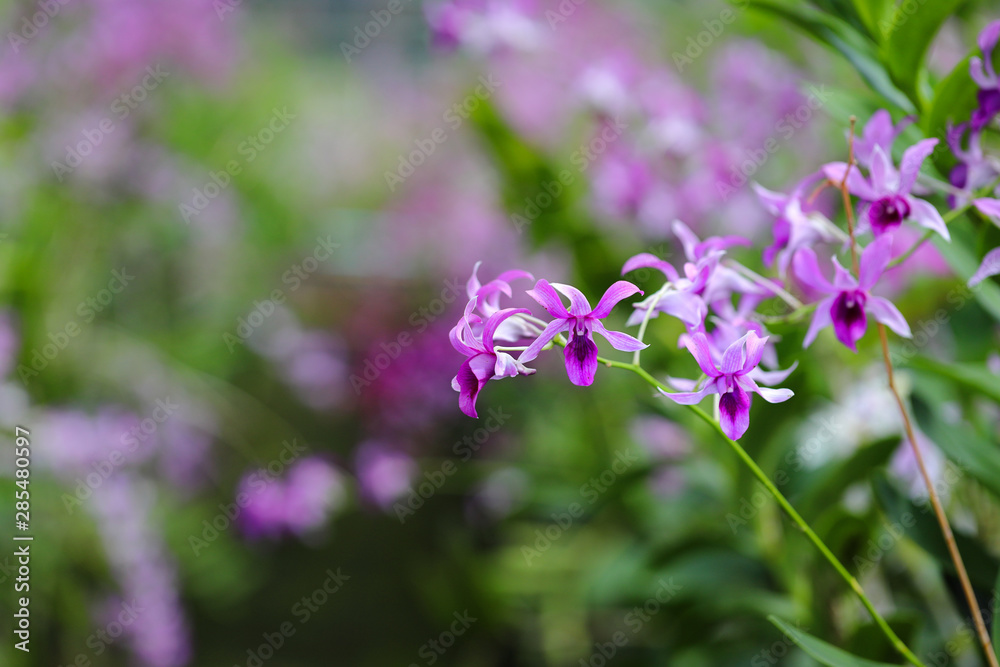 Orchid flowers blooming in orchid farm, The orchid farm is an agricultural industry in Thailand. Orchid flowers blooming in orchid farm, The orchid farm is an agricultural industry in Thailand.