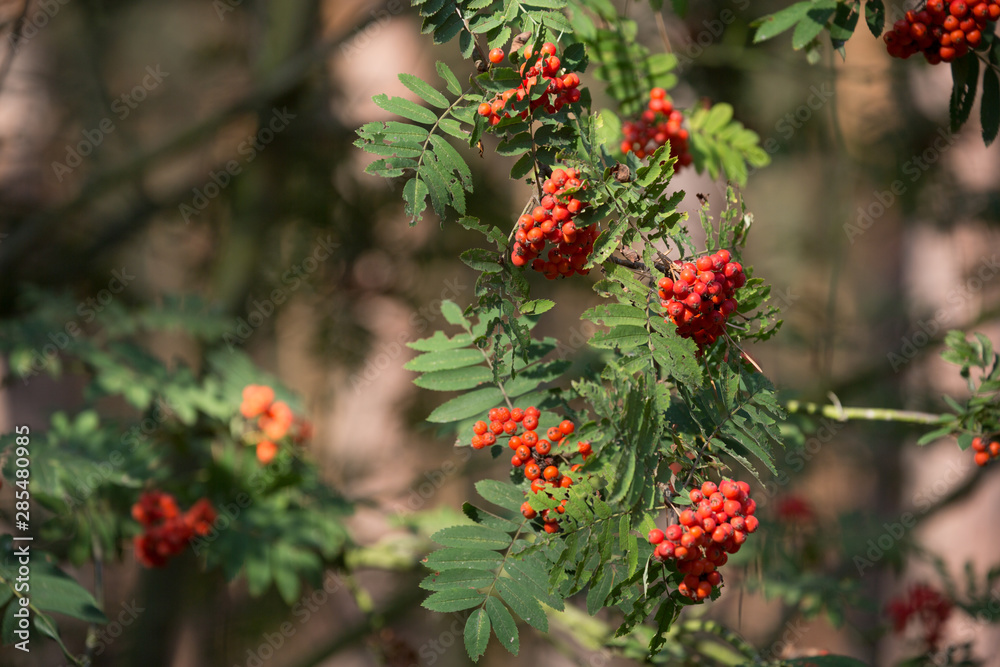 Eberesche / Vogelbeerbaum