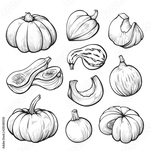 Pumpkin whole and halves hand drawn illustrations set