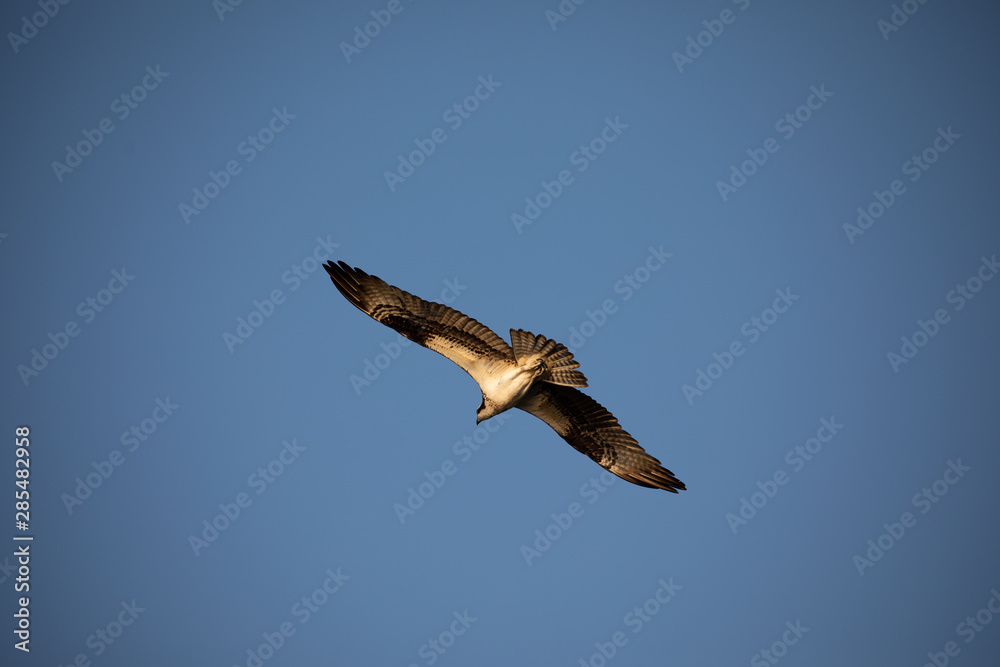 Obraz premium Ospreys nesting in cypress trees.