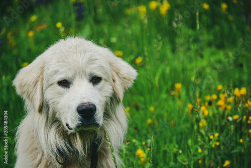 White dog portrait on a green spring meadow 