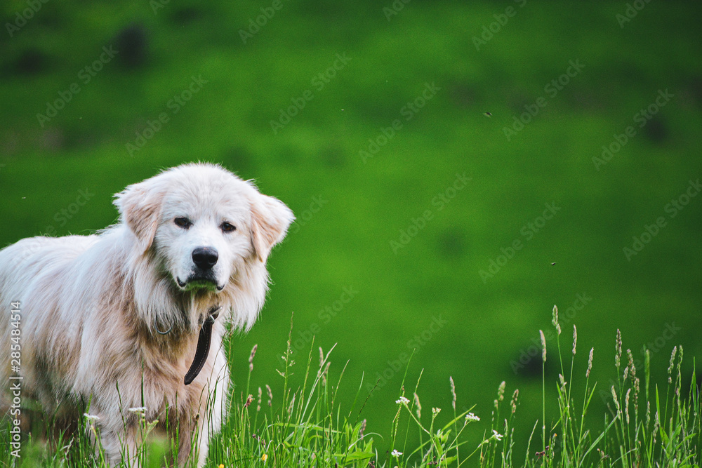 White dog portrait on a green spring meadow White dog portrait on a green spring meadow
