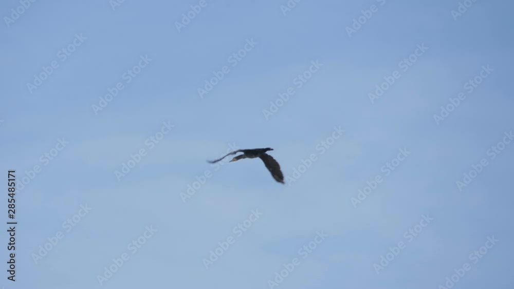 Alone geese flying in an imperfect formation. Slow motion. One Bird Geese flying in formation, Blue sky background. Migrating Greater bird flying in Formation . Alone geese flying in an imperfect formation. Slow motion. One Bird Geese flying in formation, Blue sky background. Migrating Greater bird flying in Formation .