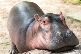 Baby cute African hippopotamus or hippo feel like sleepy in a zoo.