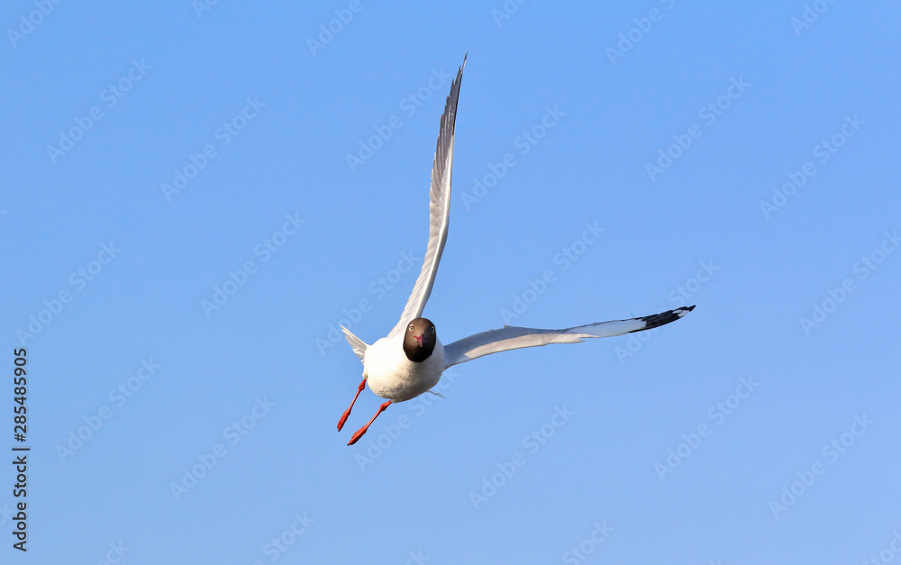 Seagull flying in blue sky, Freedom concept Seagull flying in blue sky, Freedom concept