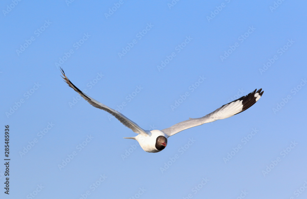 Seagull flying in blue sky, Freedom concept Seagull flying in blue sky, Freedom concept