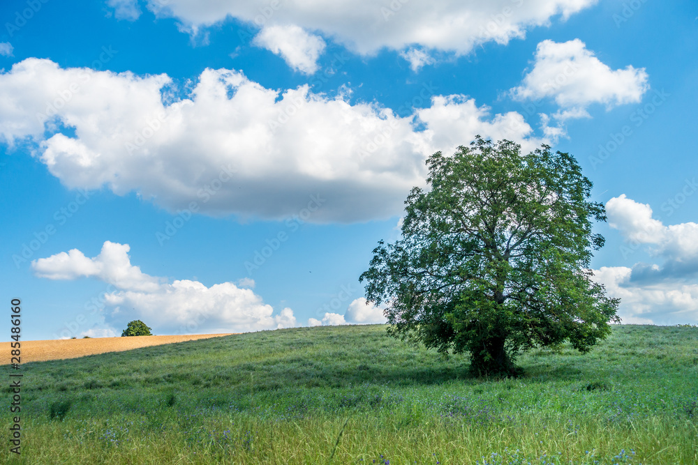 Einzelner Baum im Feld