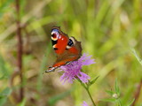 butterfly peacock eye on flowers drinks nectar