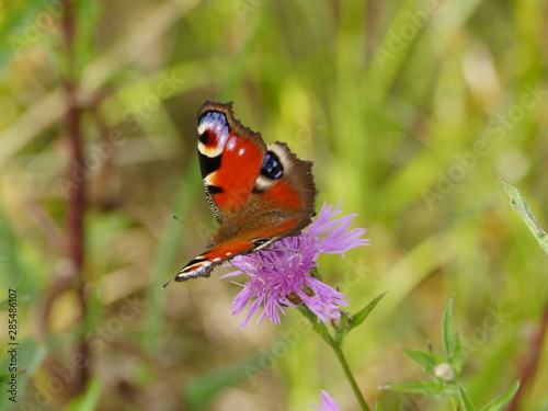 butterfly peacock eye on flowers drinks nectar