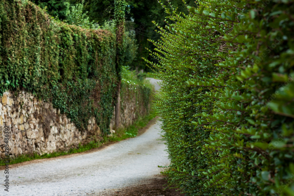 Obraz premium asphalted rural road landscape with vegetation on the sides in green tones