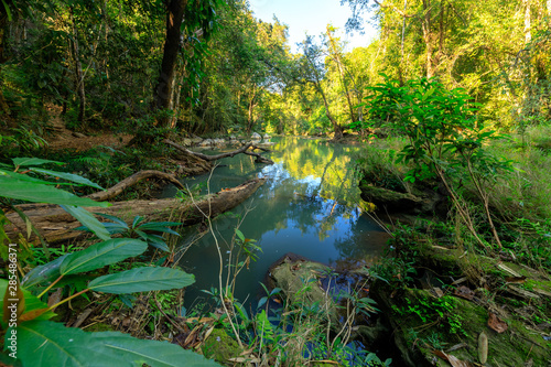 Tropical swamp