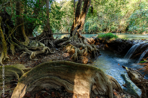 Tropical river bank