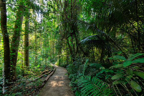Path under a rainforest