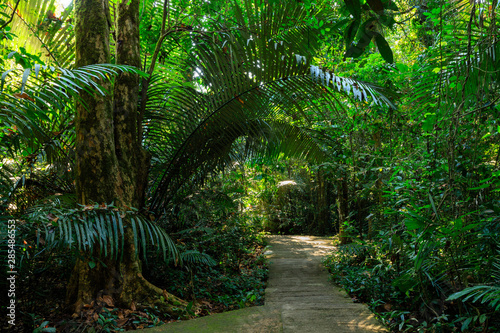 Path under a rainforest