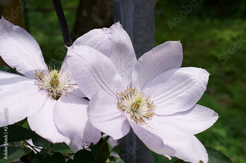 Clematis white flower full bloom