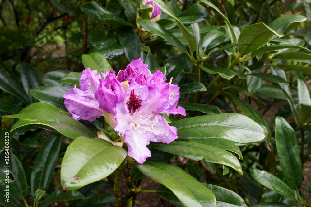 Japanese botanical garden Colorful rhododendron flowers