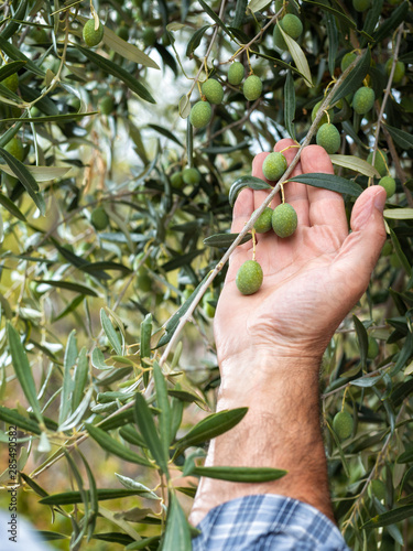 Close-up of the hands of a caucasian olive grower while he checks still unripe olives. Traditional agriculture. Ancient crafts.