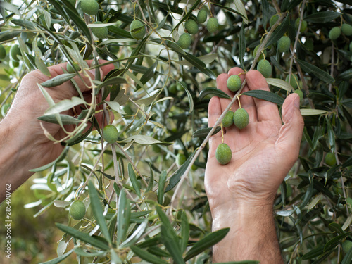 Vászonkép Close-up of the hands of a caucasian olive grower while he checks still unripe olives