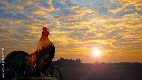 Beautiful cock crowing.