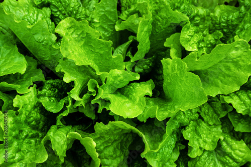 Fresh lettuce leaves top view close up background. Green salad backdrop. Greenery bunch macro texture. Natural and organic food wallpaper. Healthy vegetarian eating concept. Raw spinach, basil