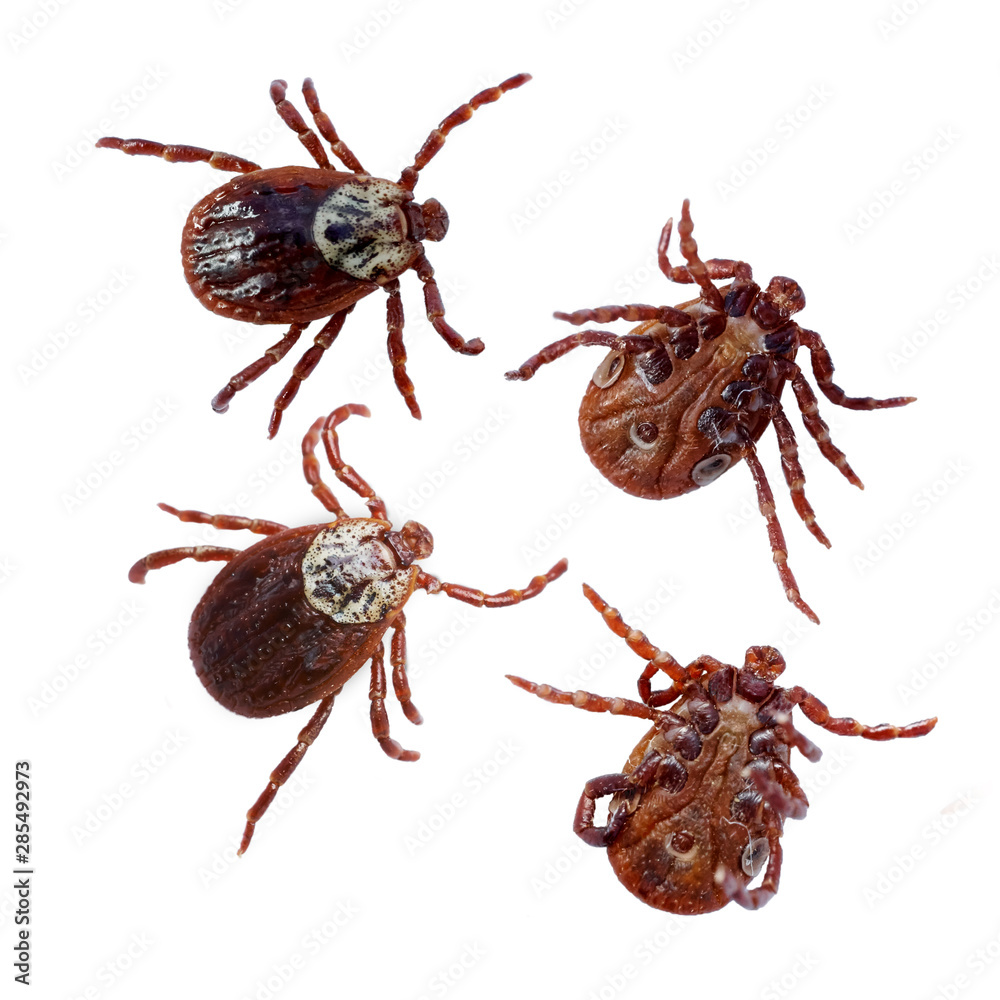 Female mites above and bottom views isolated on the white background . Macro photo