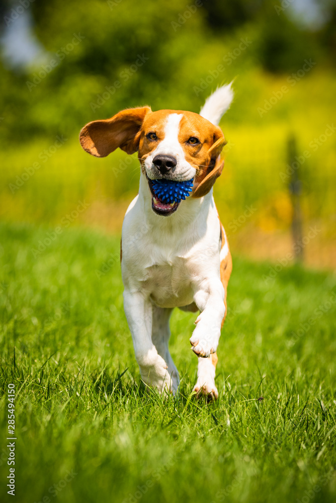 Beagle dog fun in garden outdoors run and jump with ball towards Beagle dog fun in garden outdoors run and jump with ball towards