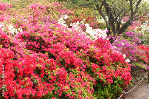 Japanese beautiful flowers Colorful azalea