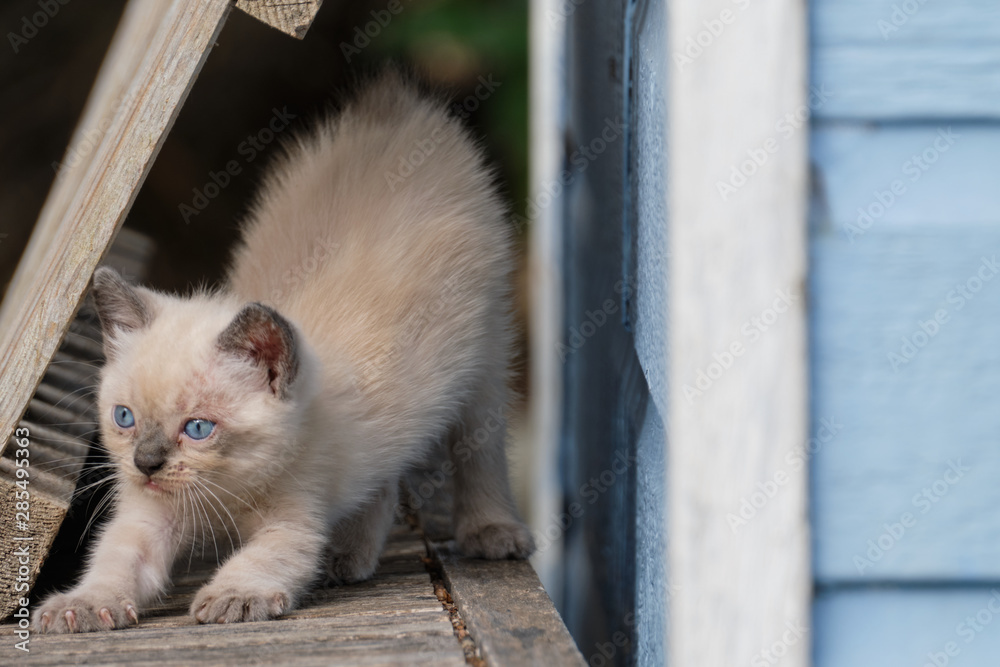 Obraz premium cat on fence
