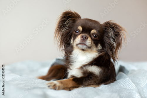 Photography adorable chihuahua dog lying on a bed indoors