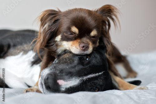 Photography two adorable dogs sleeping on the bed