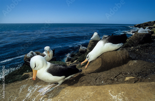 Albatros    sourcils noirs  nid  accouplement  Thalassarche melanophris  Black browed Albatross  Iles Falkland  Malouines