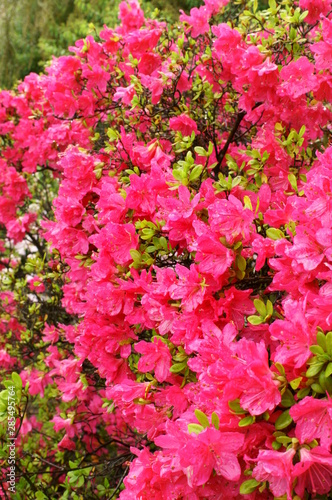 Japanese beautiful flowers Colorful azalea