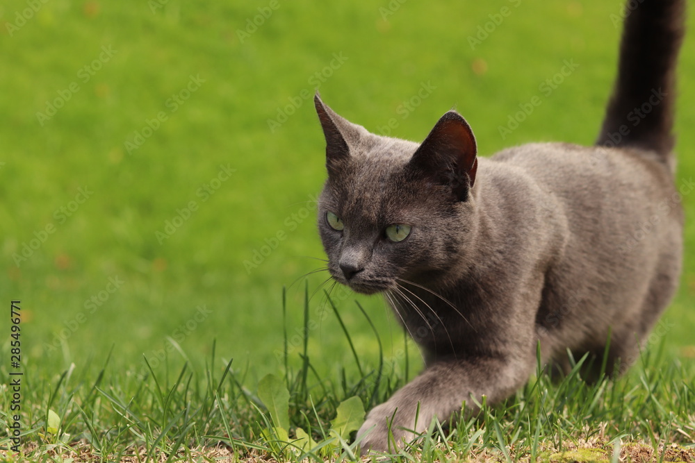  gray cat on the grass 