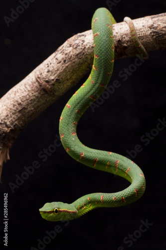 Wagler's pit viper (Tropidolaemus wagleri) on tree in black background