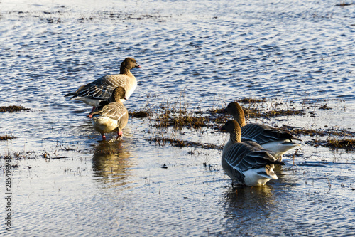 Oie à bec court,  Anser brachyrhynchus, Pink footed Goose, Spitzberg, Svalbard, Norvège photo